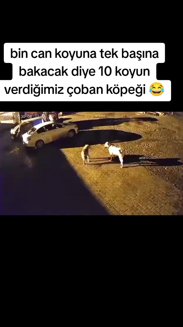 @şahinpolat