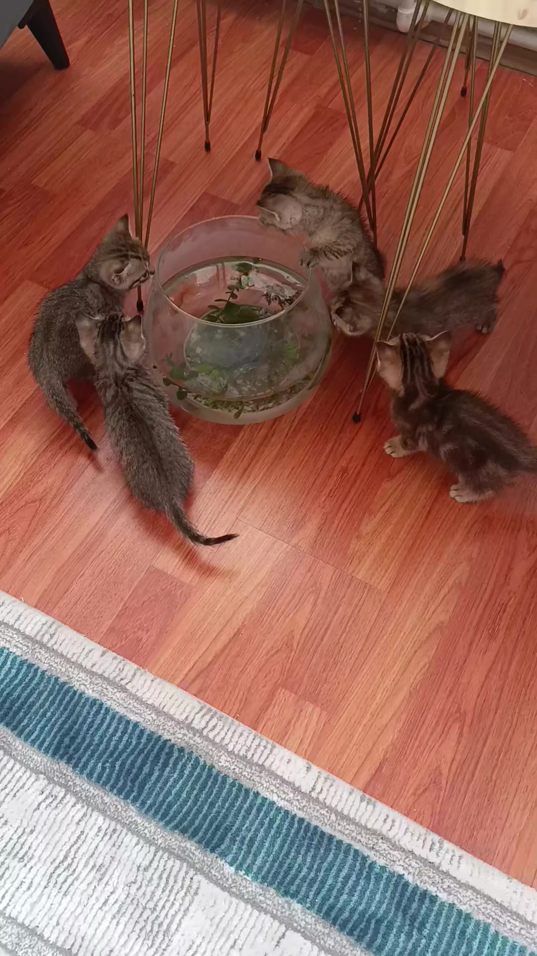 @deryasarı5541
