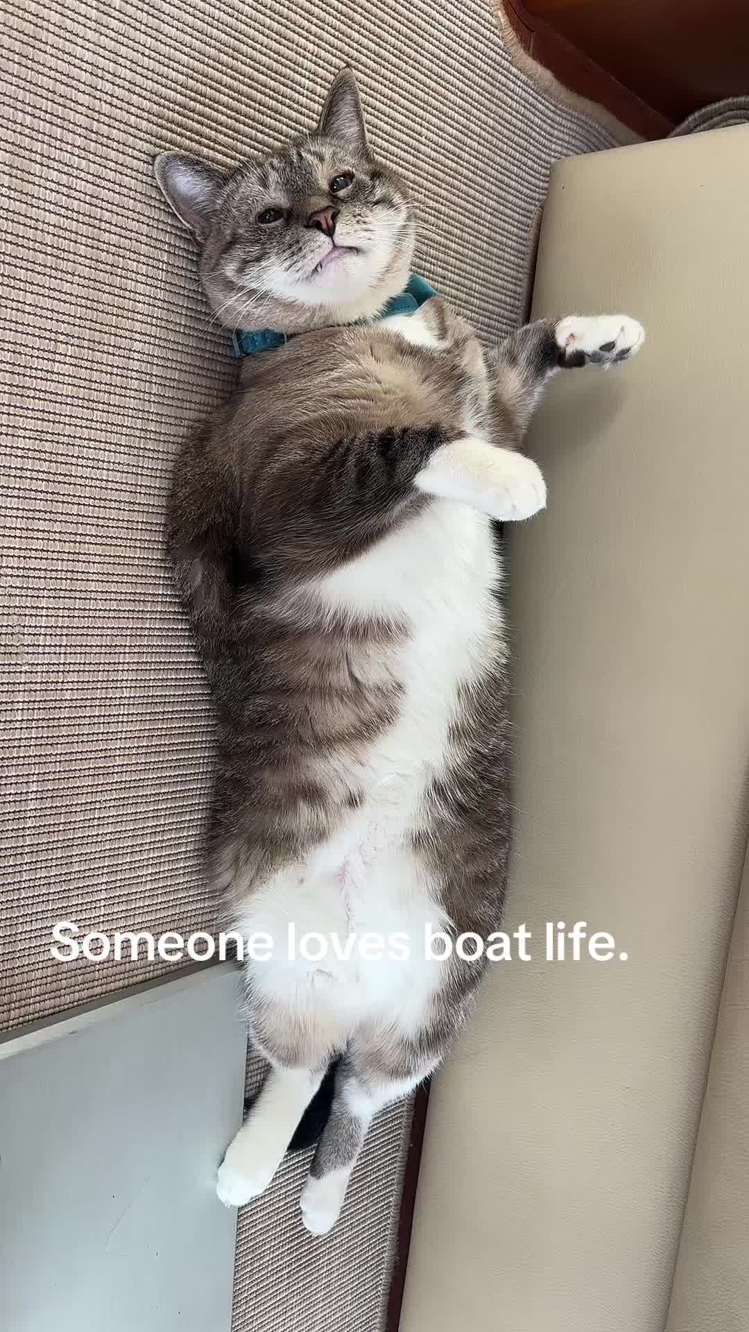 @bellkittiesmom