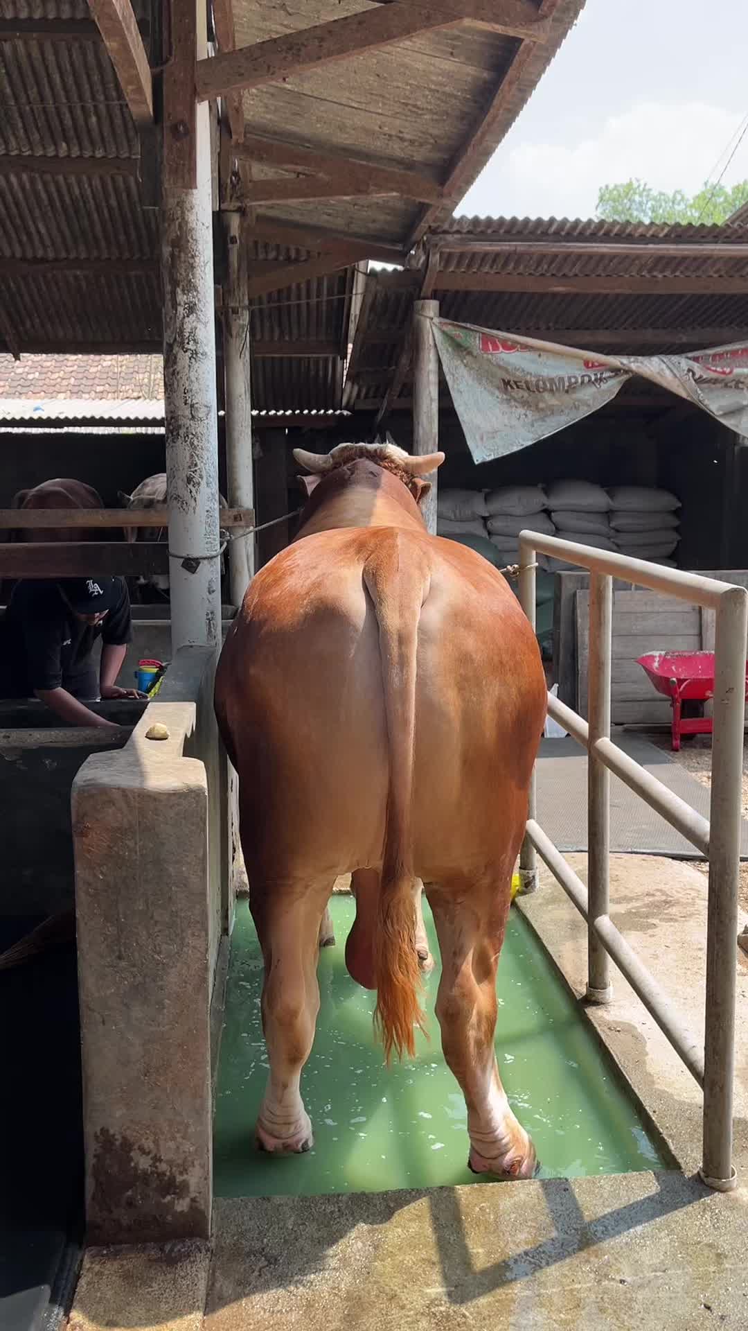 @Wisnu Farm Lampung