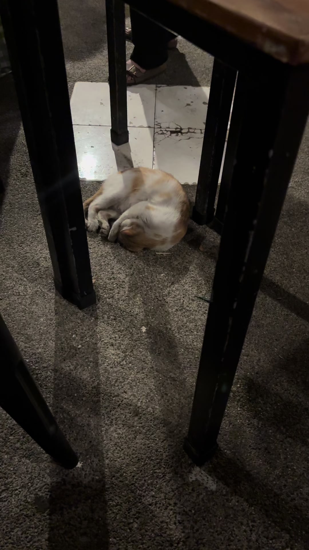 @TheCatFather