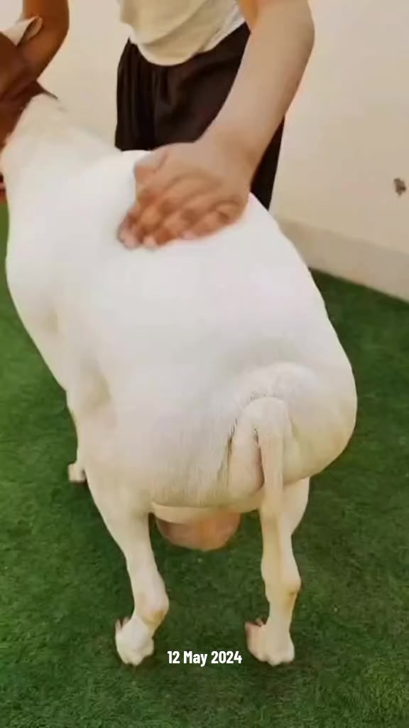 @Mustafa Goats