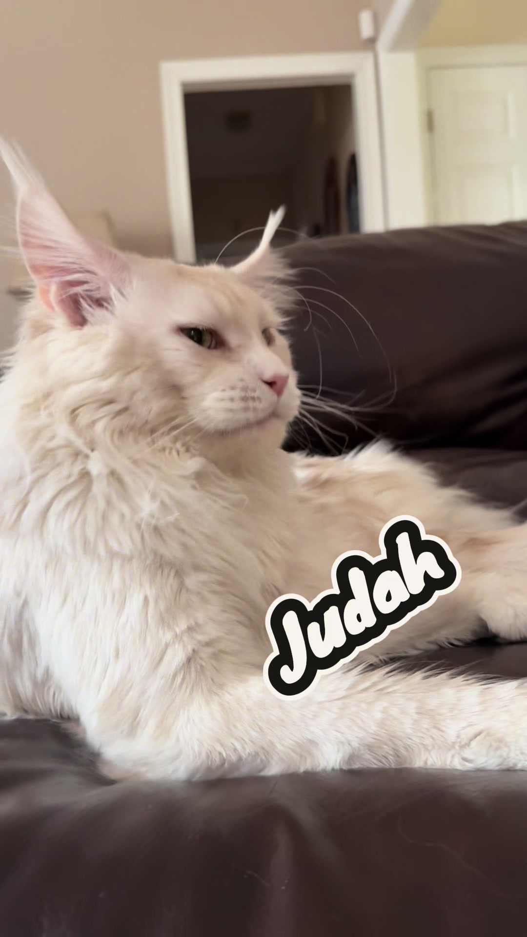 @judahsmanemainecoons