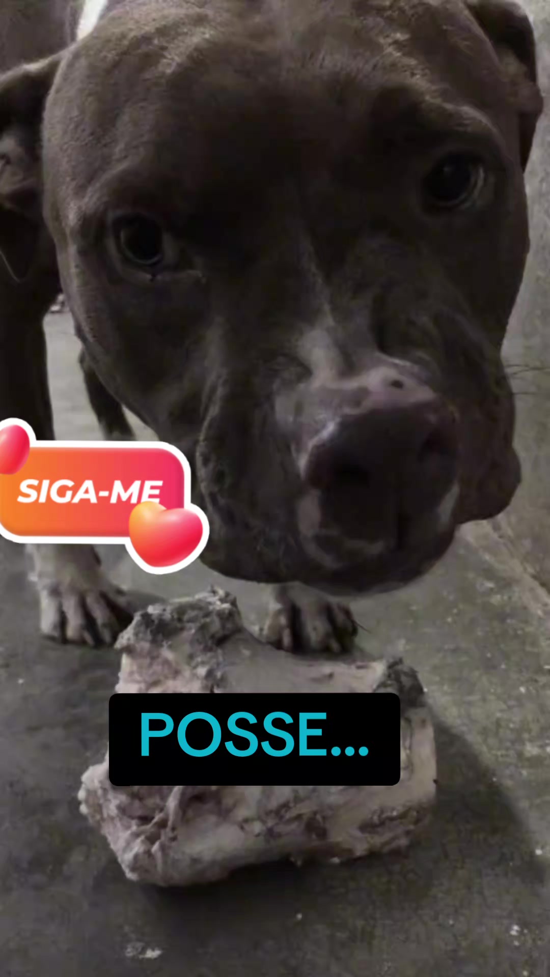 @cachorro de pobre