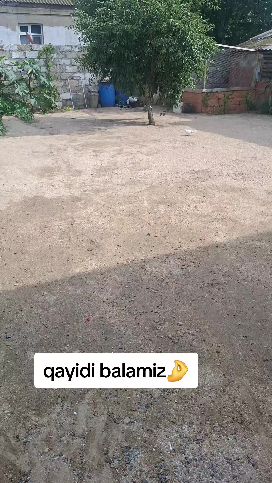 @mehralizade