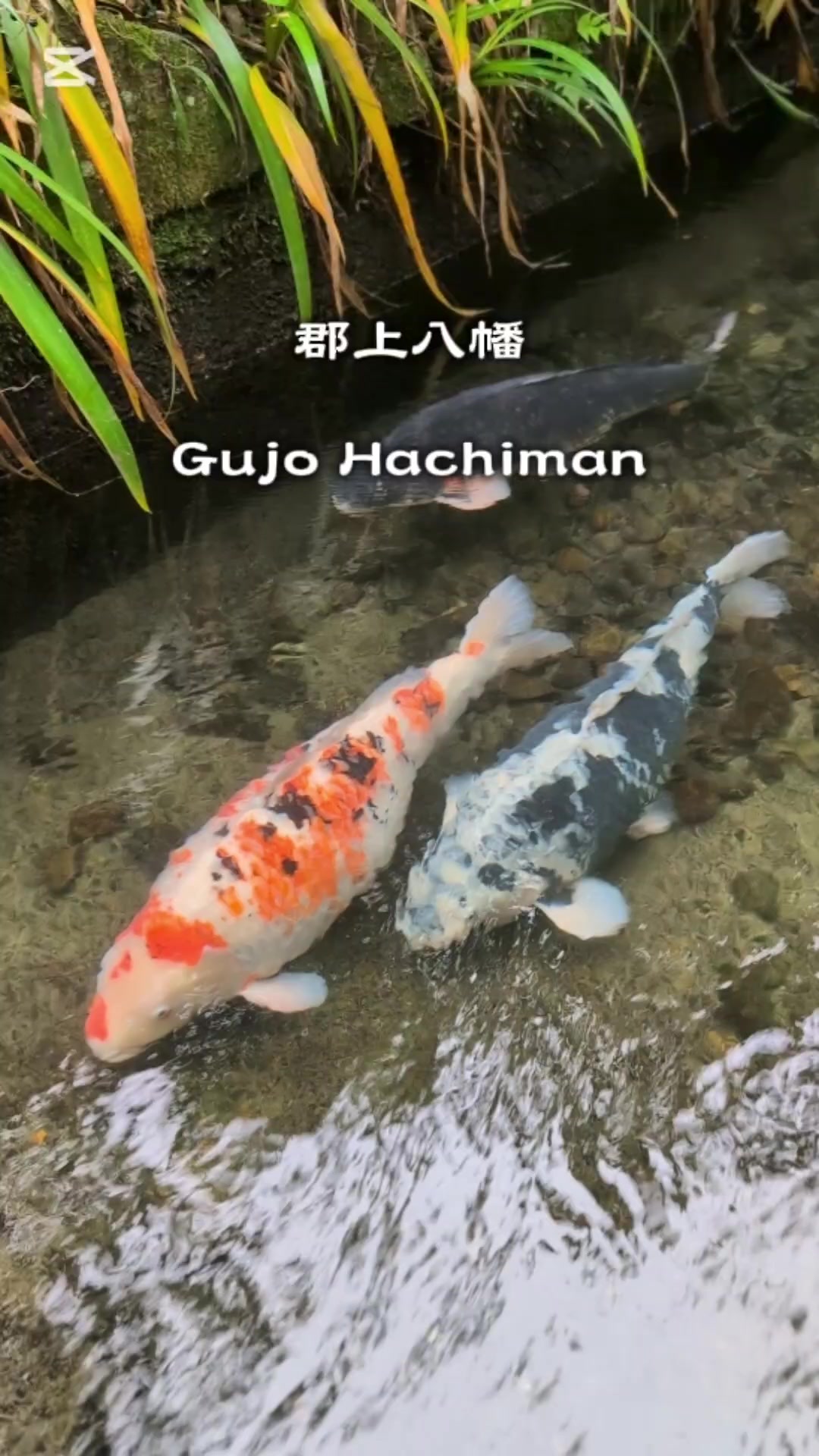 @のりのすけ【京都】