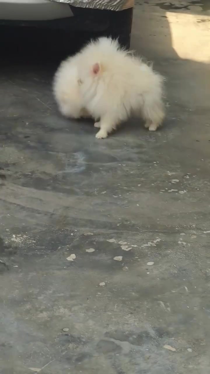@puppy.nepal