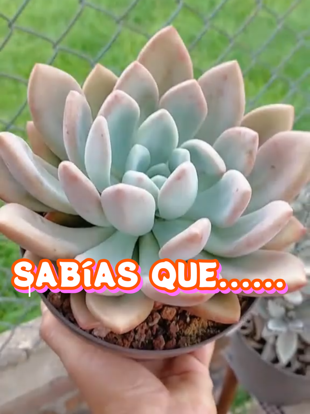 @Encanto Suculento