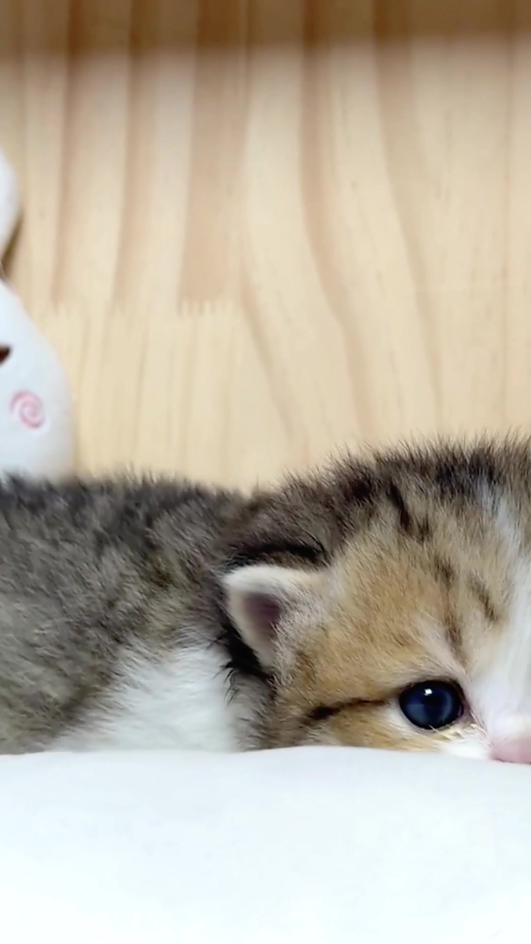 @catbosssss