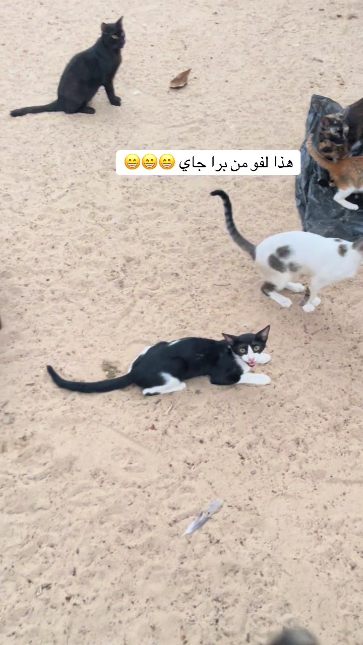 @ashkaltbiah