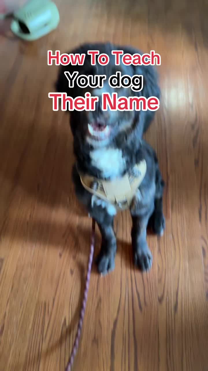 @Best Buddy Dog Trainer LLC