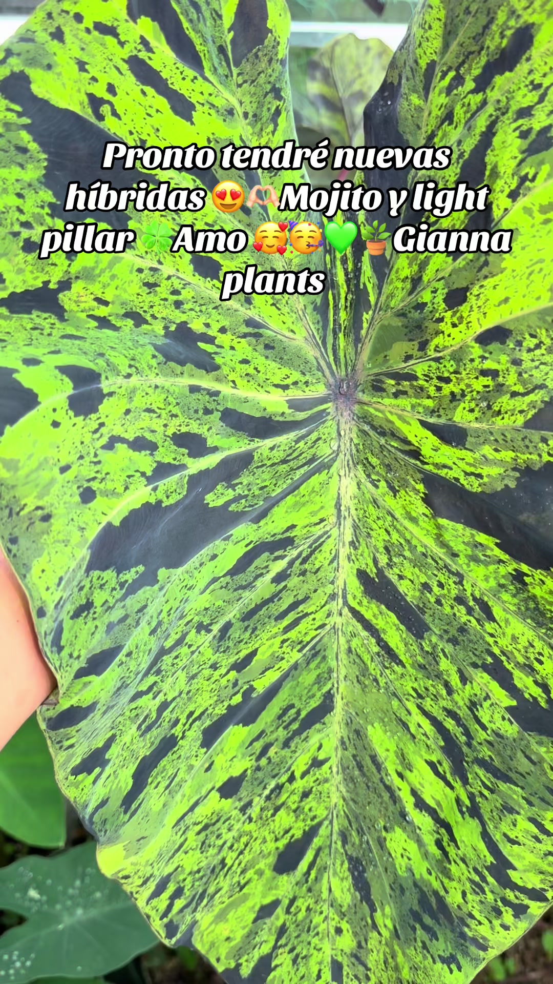 @Gianna.Plants 💚🍀🪴🇵🇪