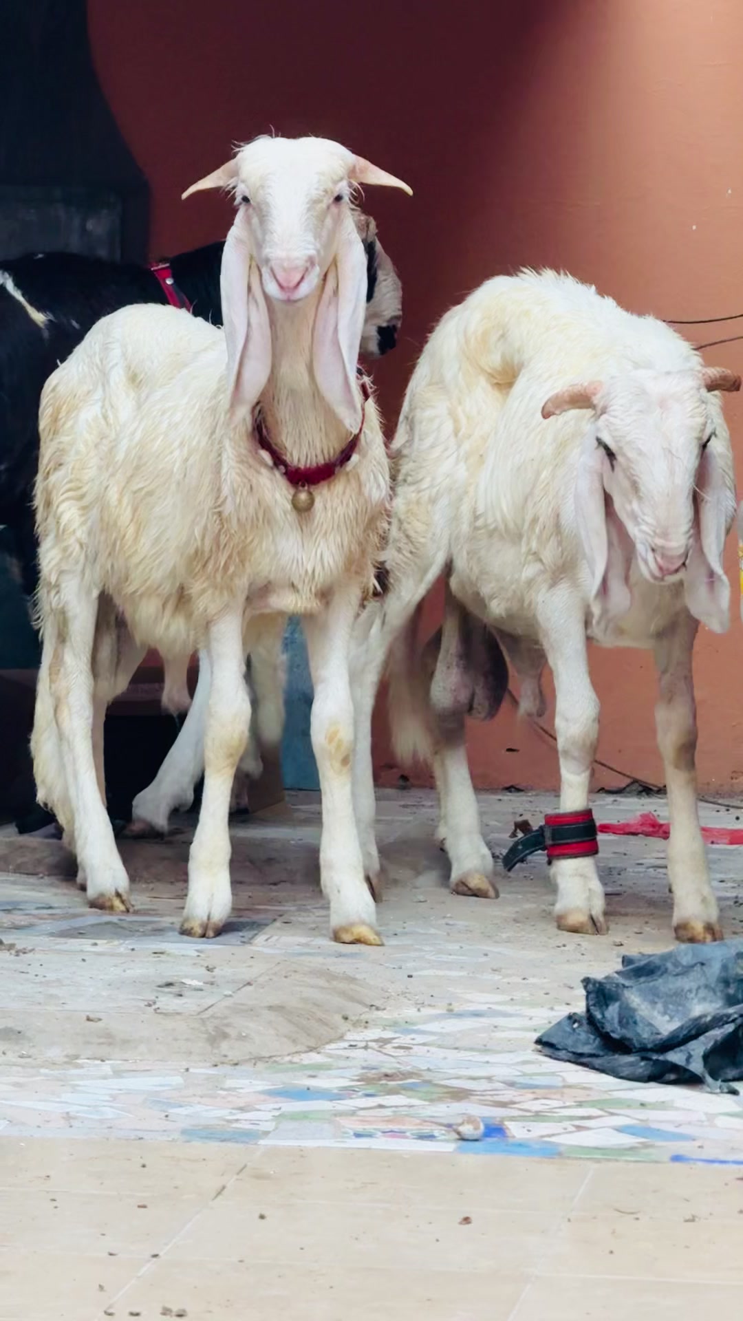 @L &eacute;levage de beug borom touba
