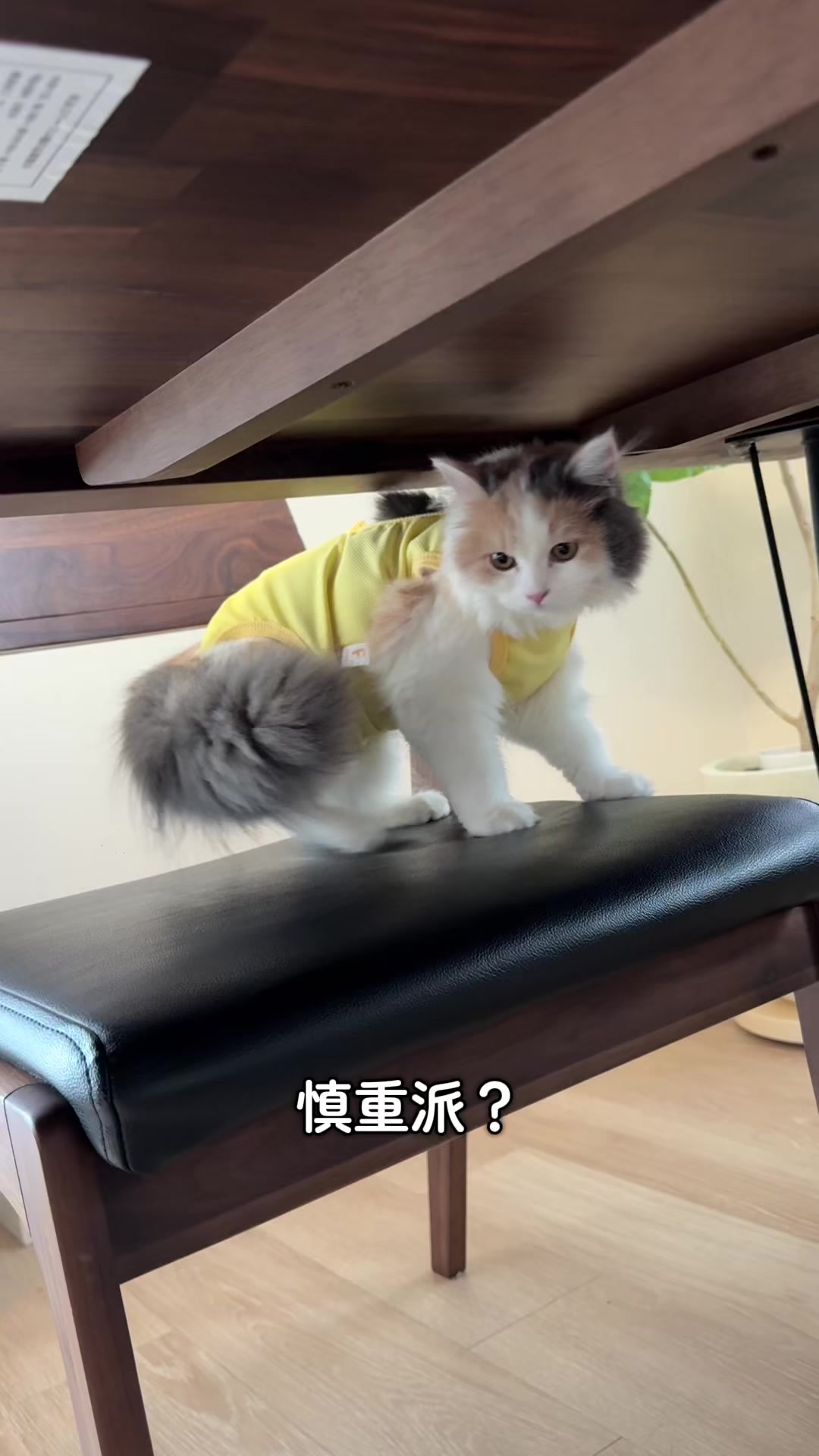 @ねこ日記