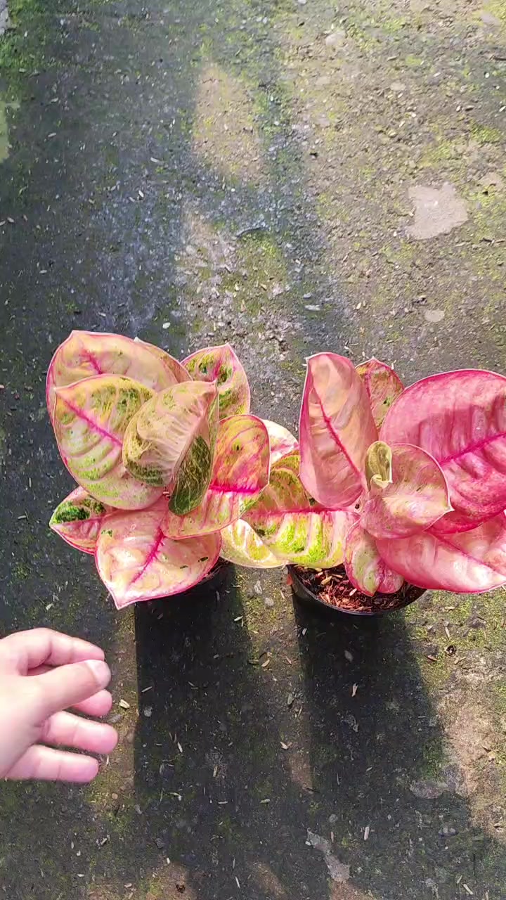 @Ronaldo_Aglaonema