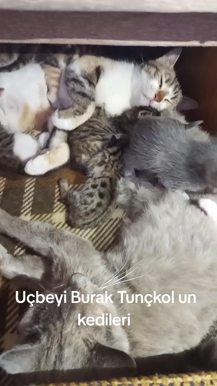 @UÇBEYİ
