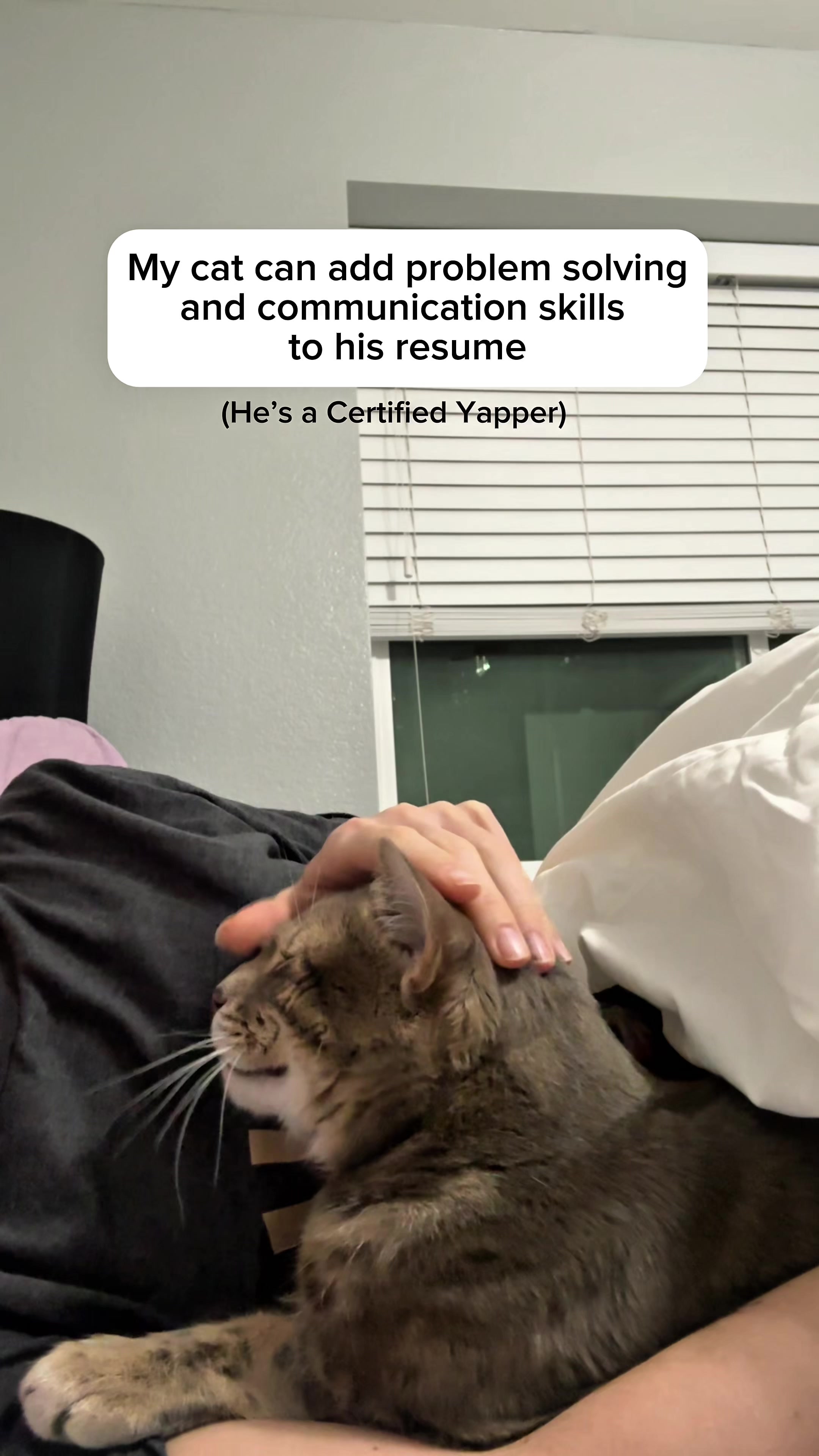@Mochi the Bengal