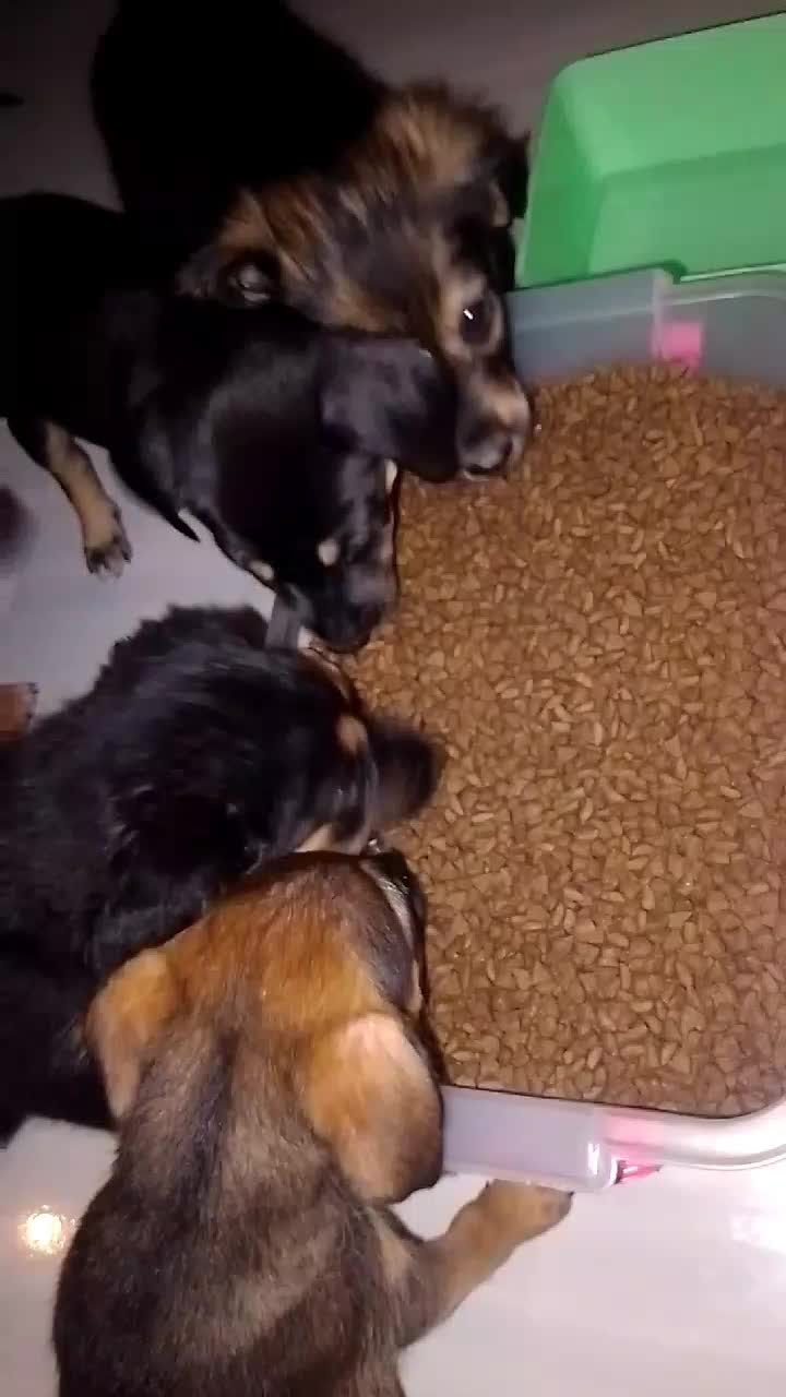 @Pawparazzi_daily