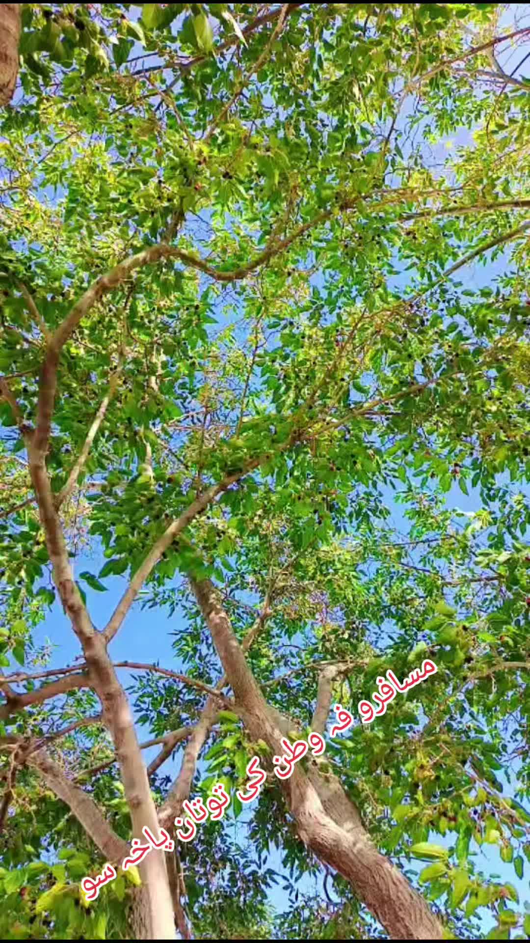 @saeed kakar 12345