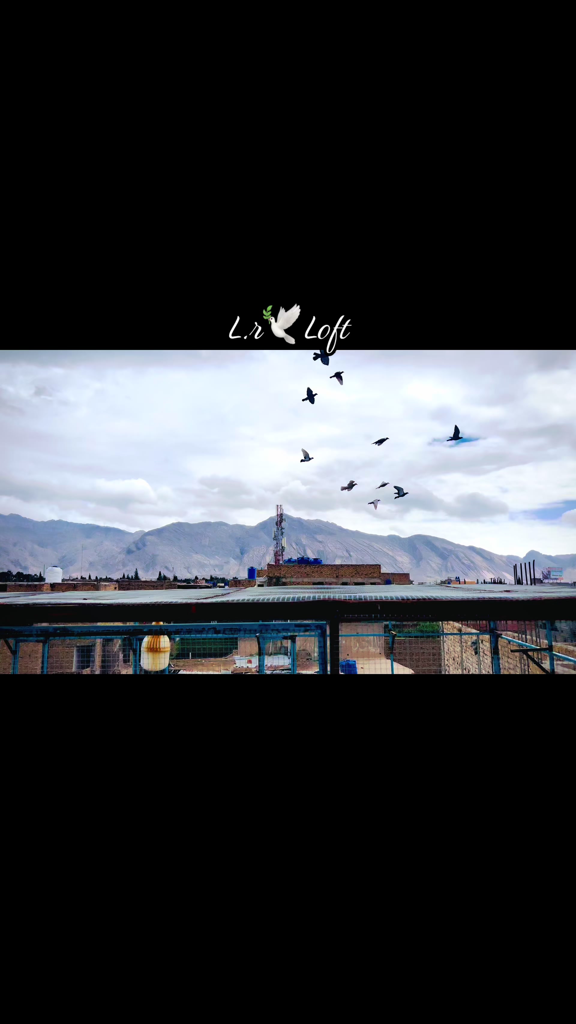 @🕊️L.R .Loft.Q.z.Meer&rsquo;s.Loft🦅
