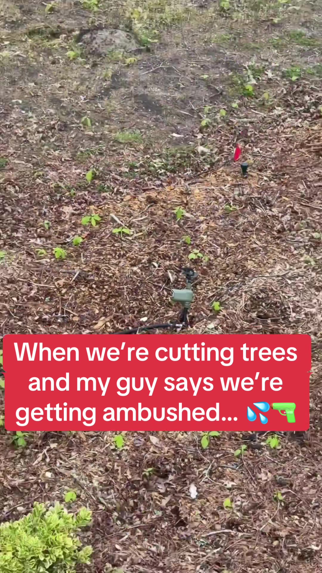 @Buzzsawtrees