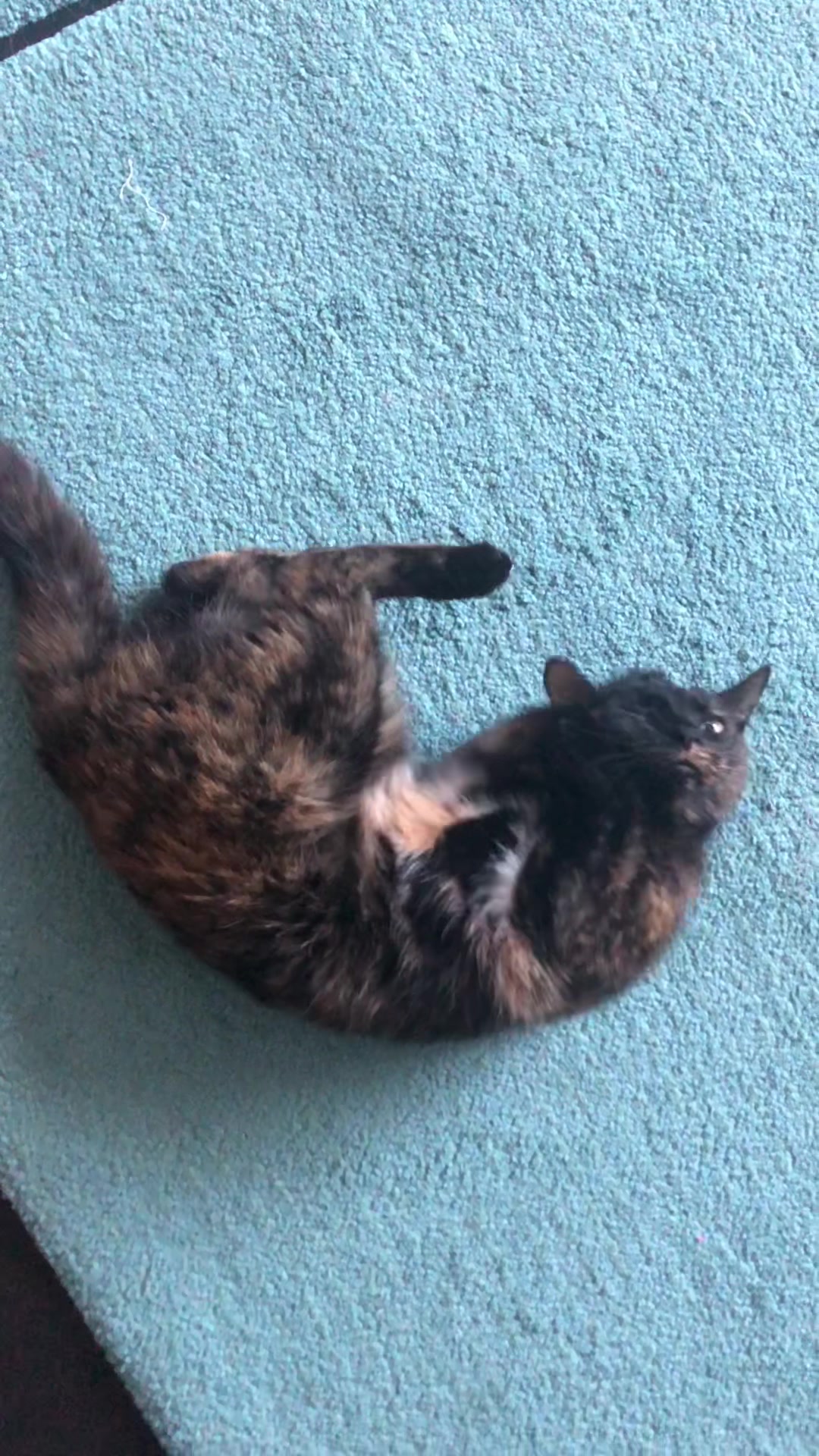 @Drinking_Cat