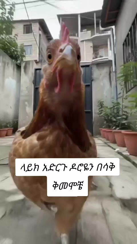 @ሞኞ🐝🦋 (ንማጀኛ🐾🦥)