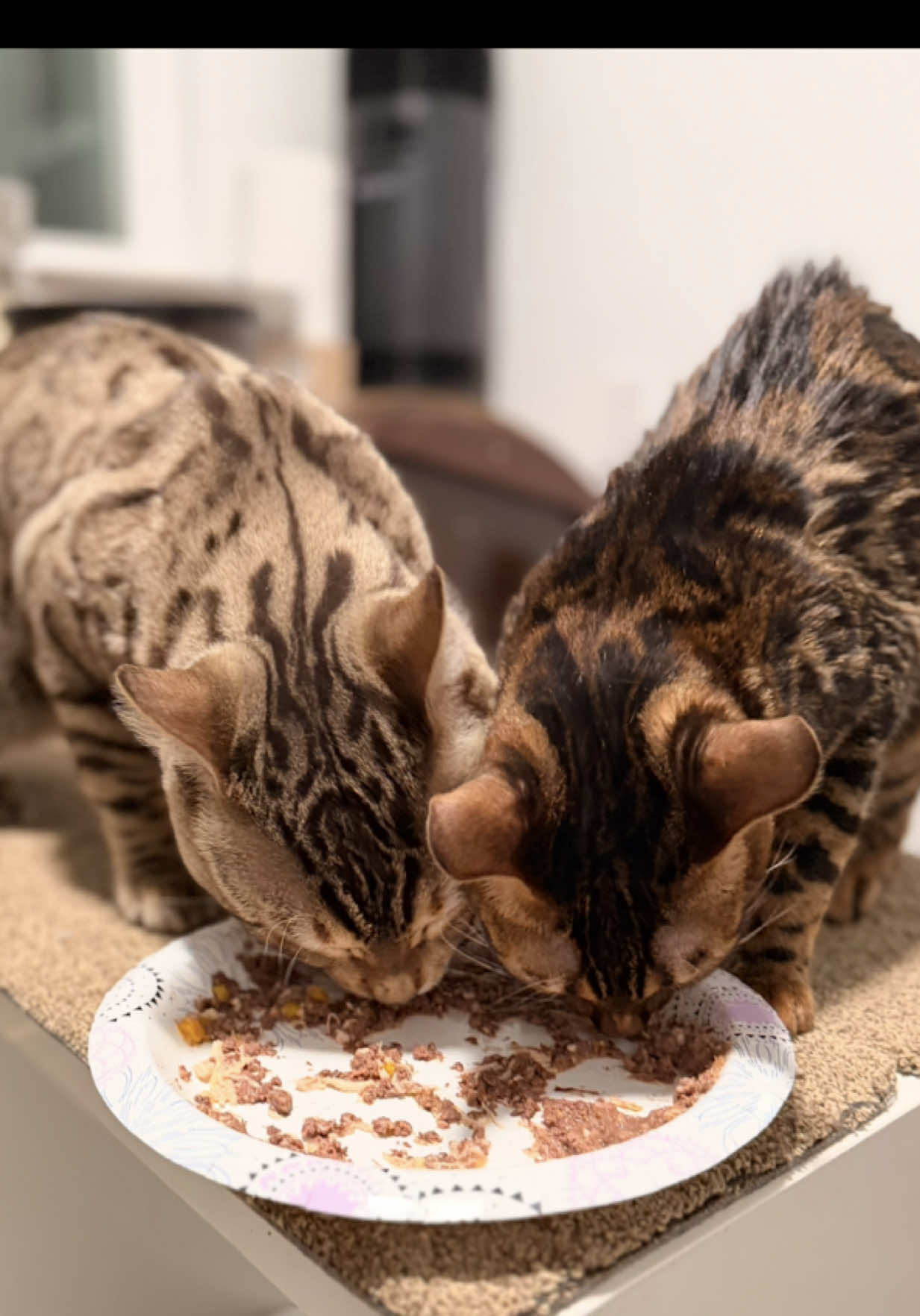 @ＢＥＮＧＡＬ&Iacute;&emsp;ＬＥＯＰＡＲＤＳ