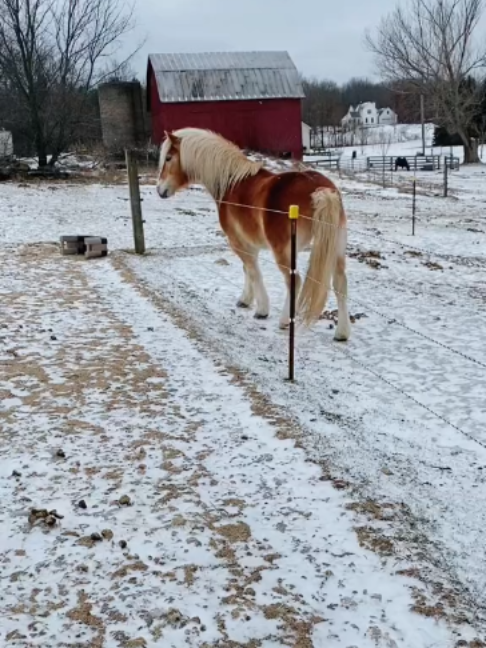 @Horses TikTok