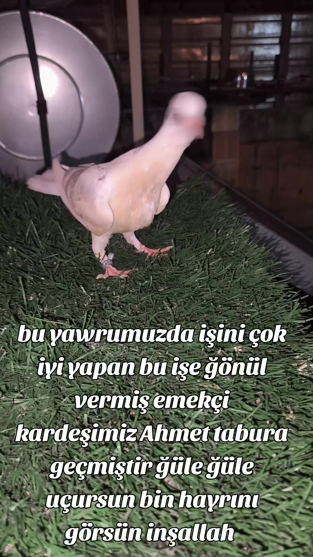 @0163Adanabatarkusu_federasyonu