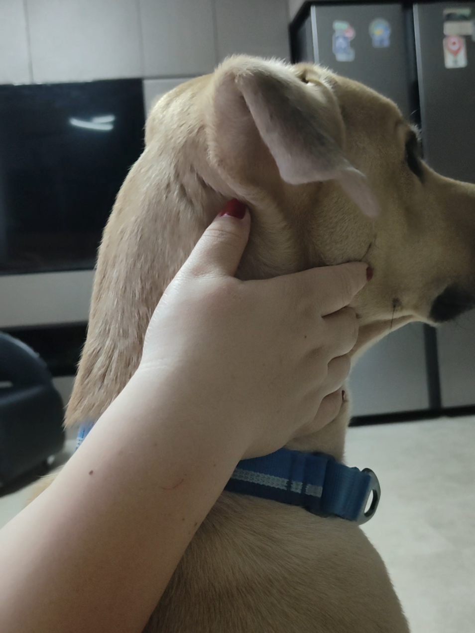 @DDhousepet