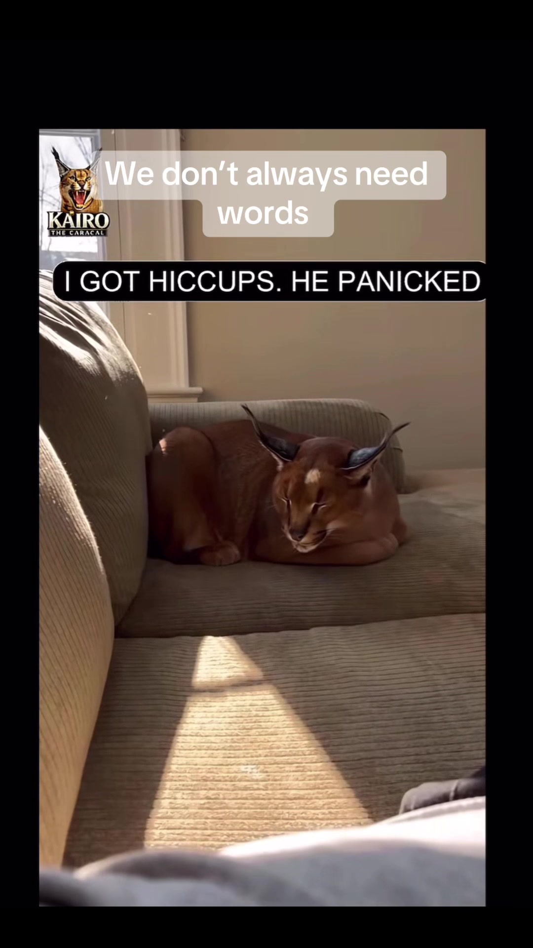@Animal Antics