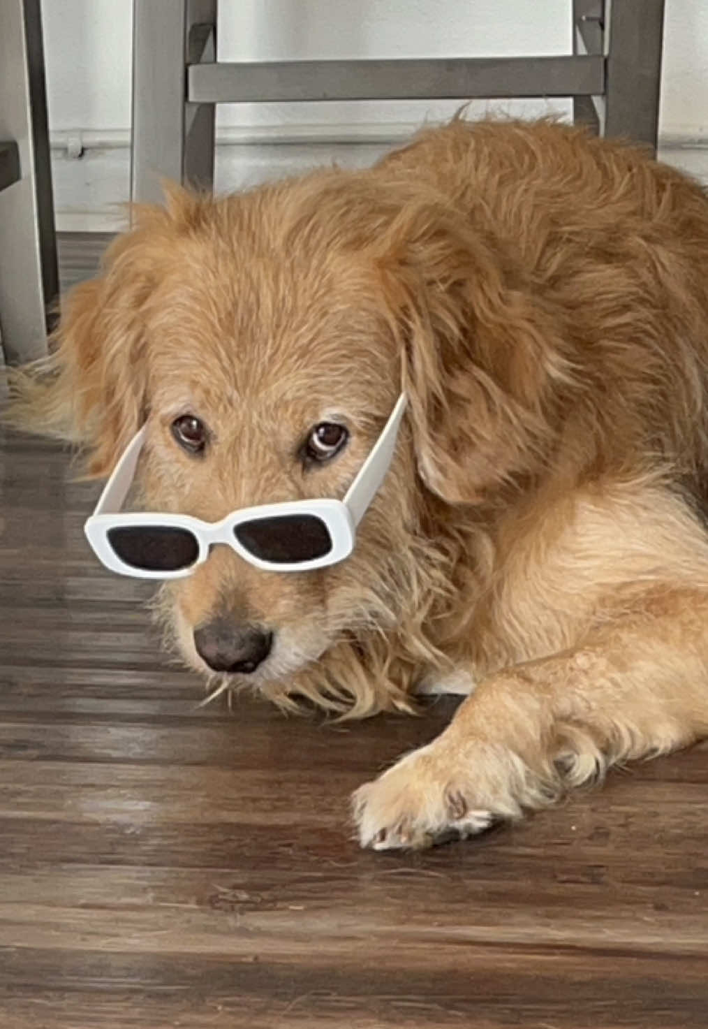 @Leo the Doodle