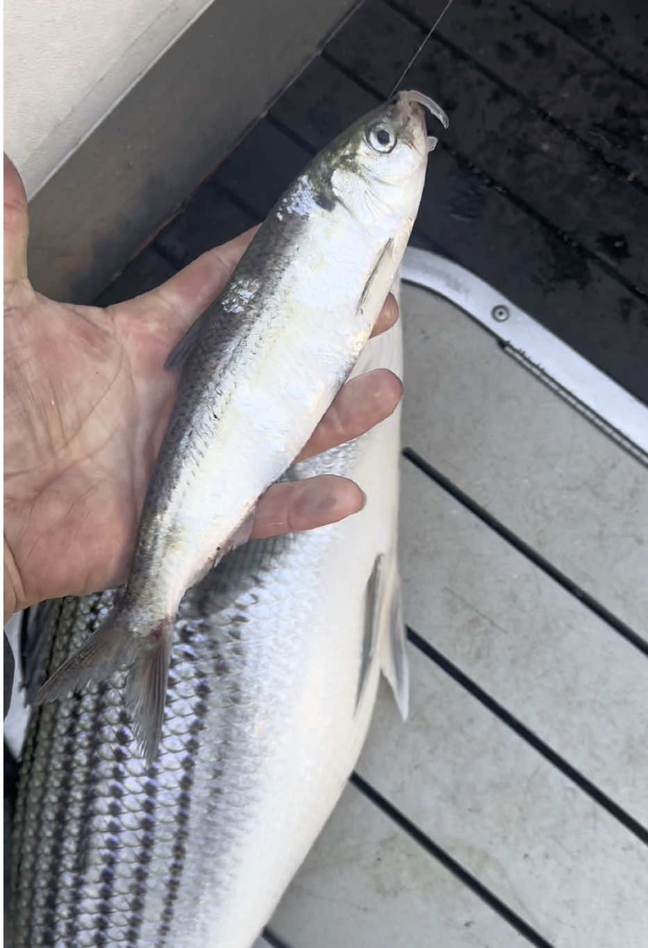 @Sea-N-Stripes Guide Service 🎣