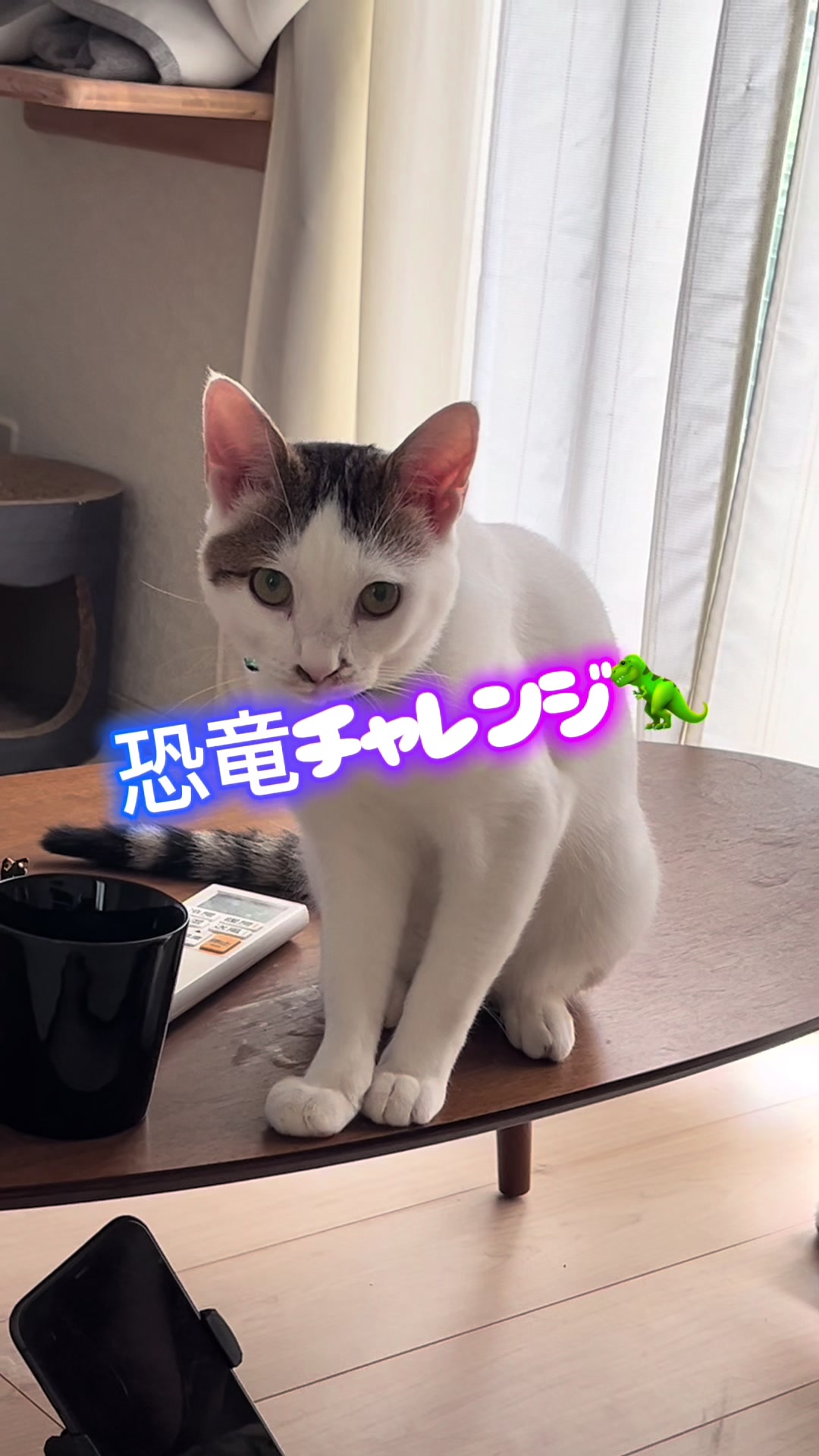 @くろねこ🐈⬛🩶🐈🤍