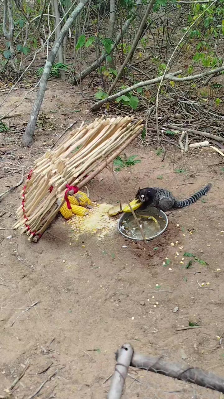 @dudu e a mata 🐆