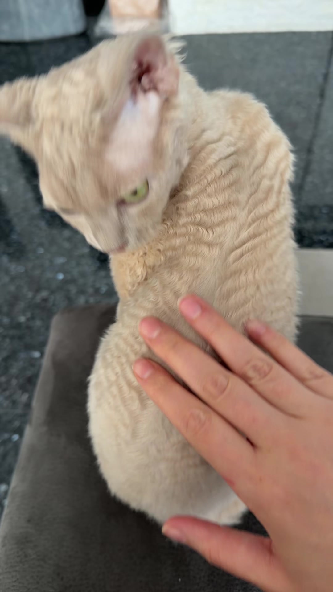 @TugbasCats