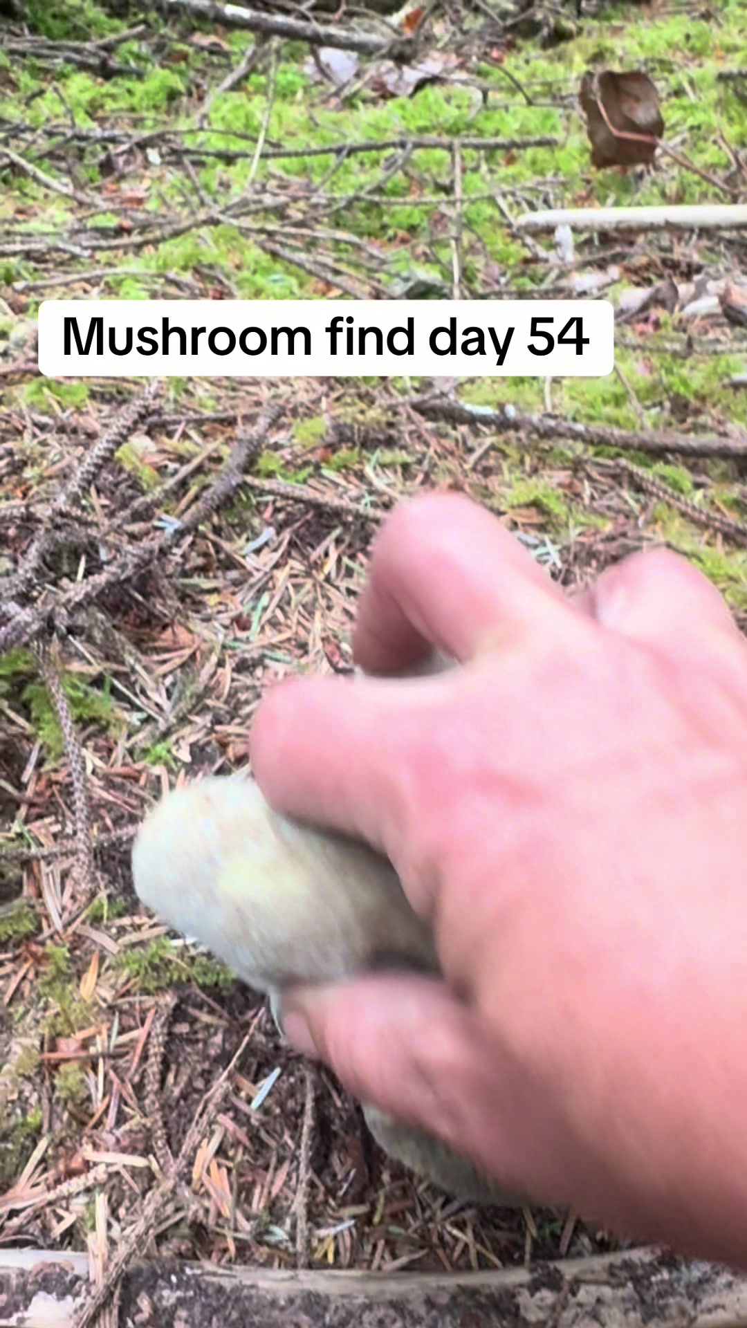 @Fungusamungus