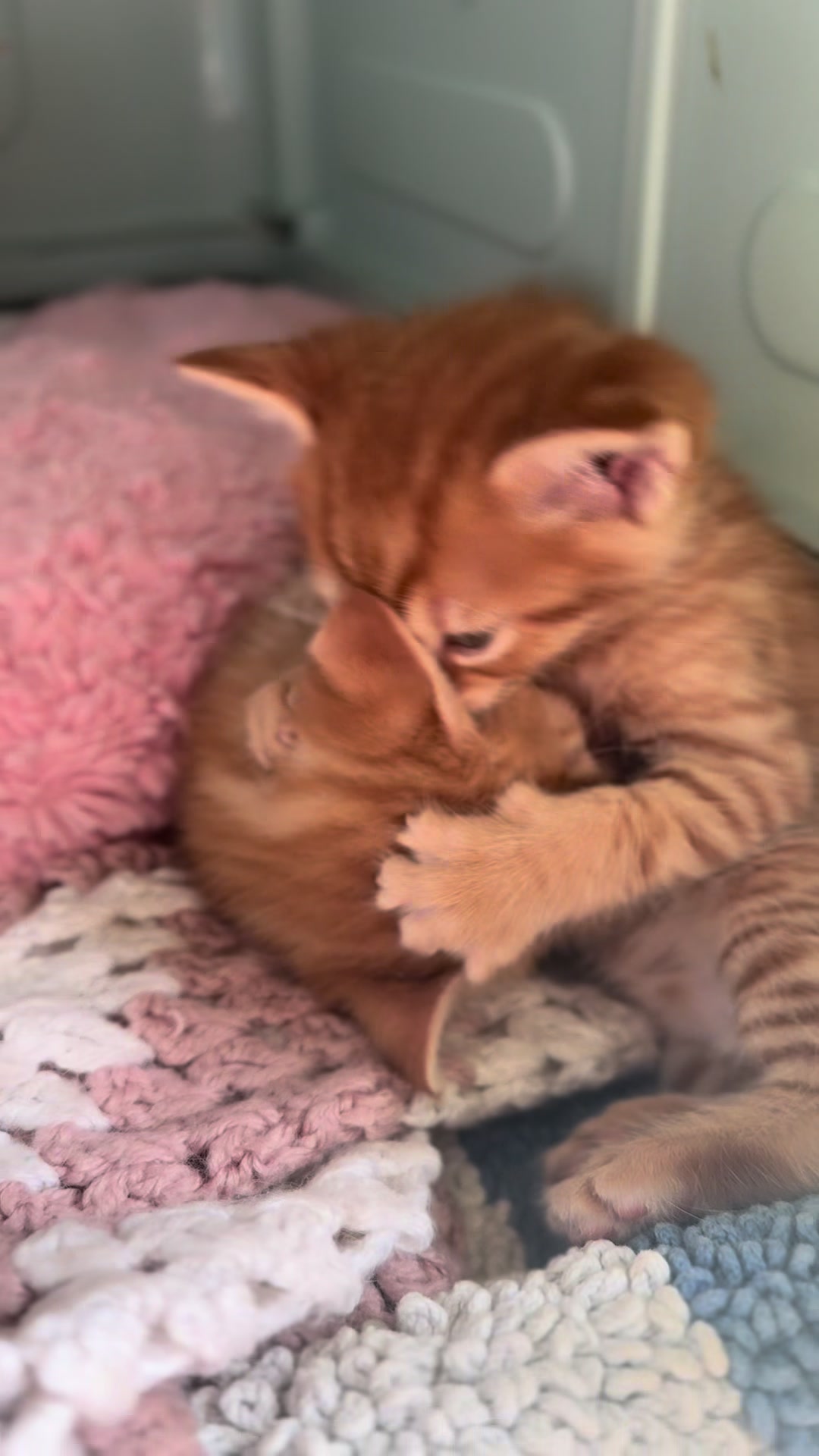 @Gatos todos os dias
