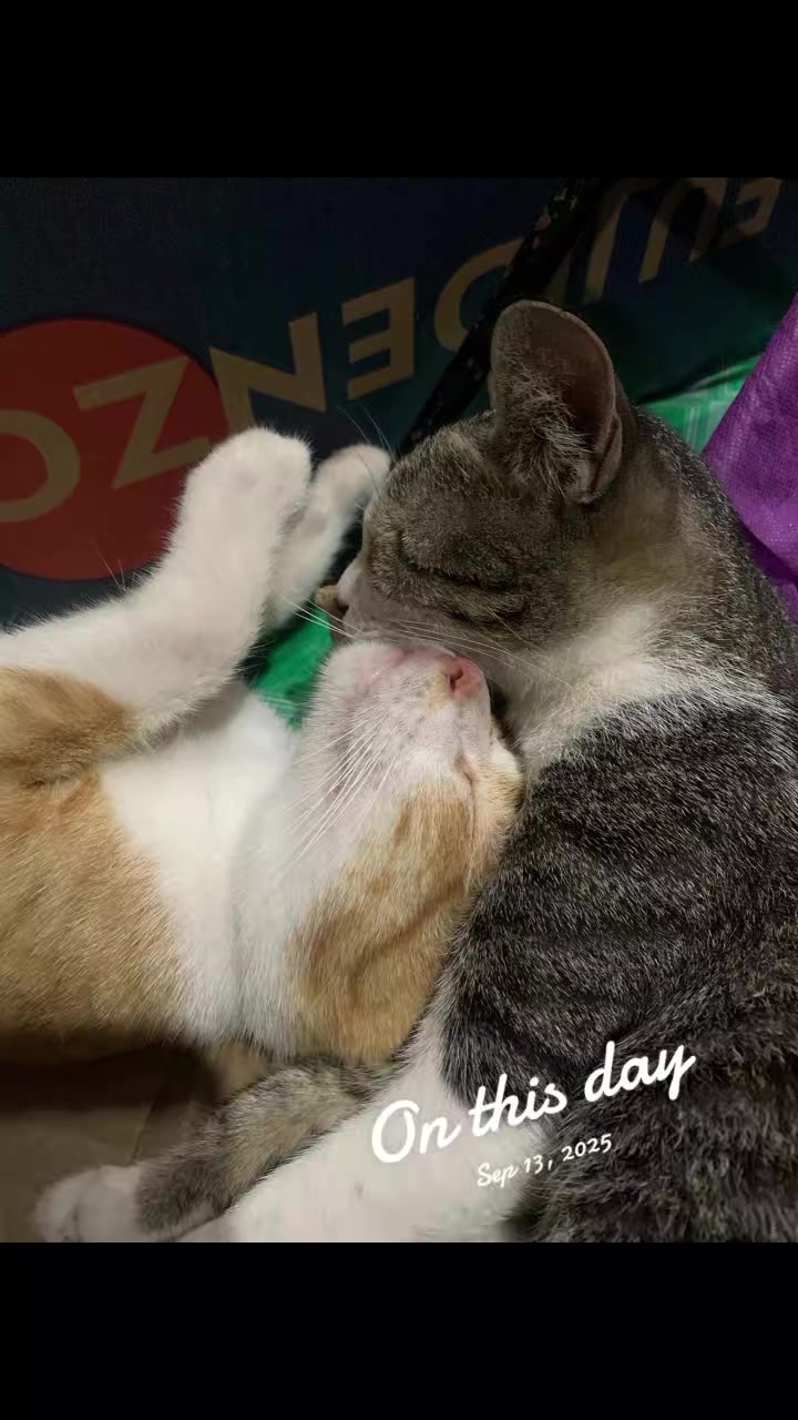 @ryler29🐱🎮🧶