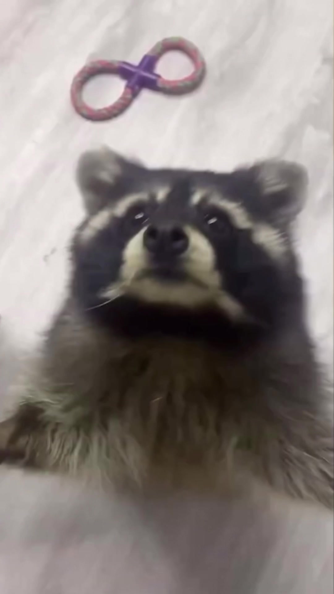 @Raccoon Music Videos