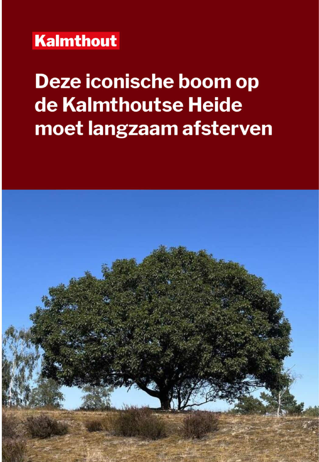 @Gazet van Antwerpen