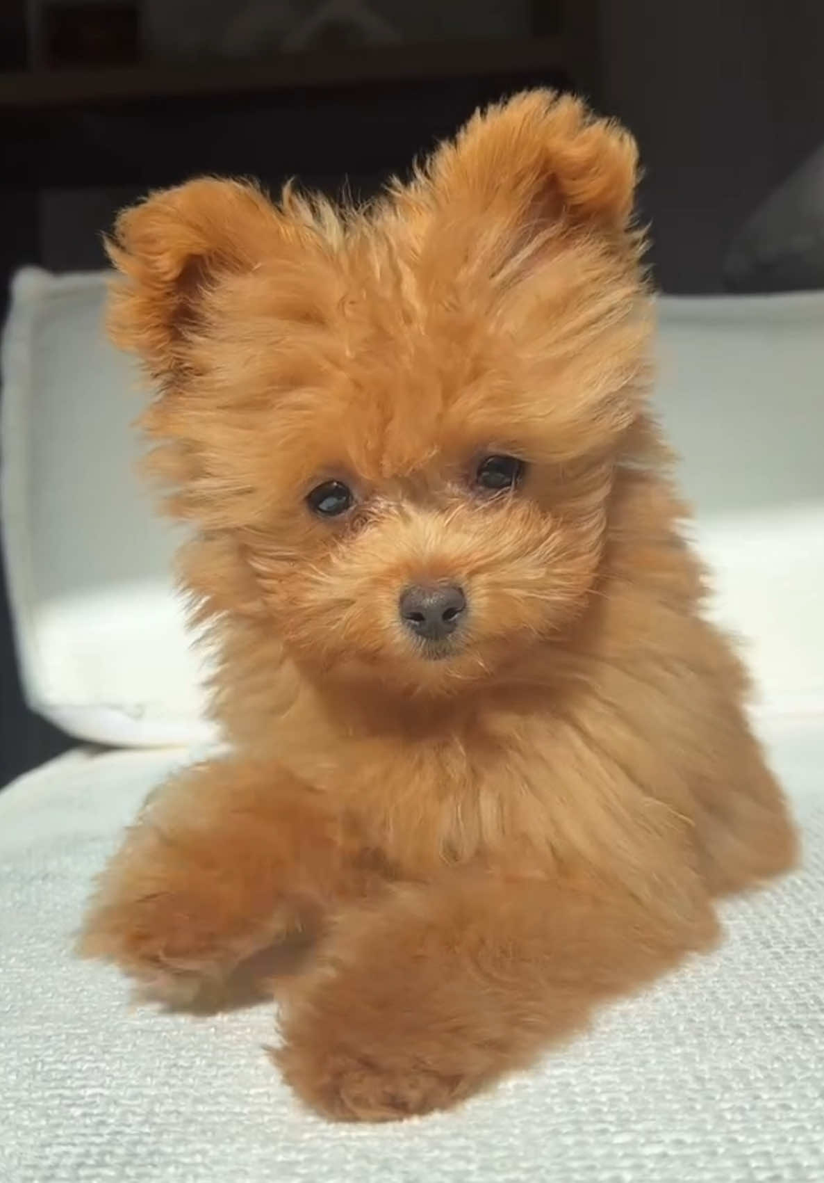 @Honey The Pomapoo 🧸