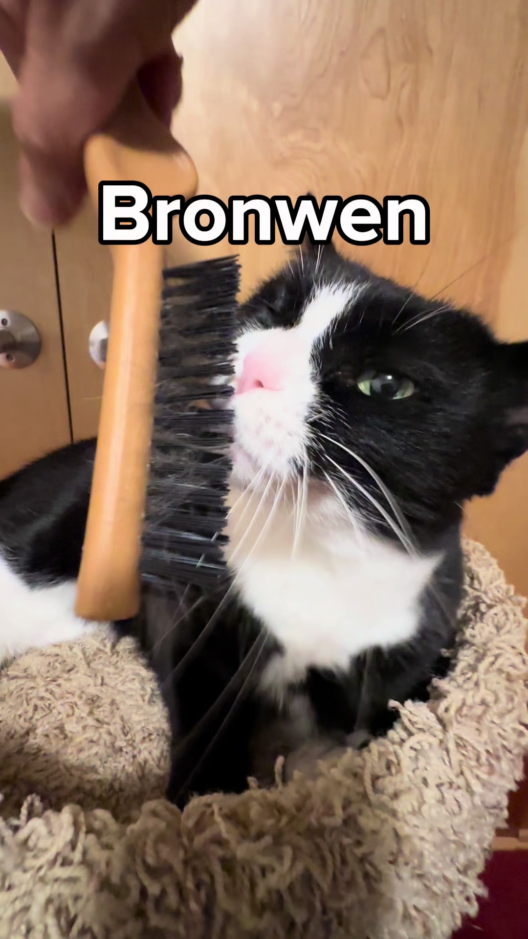 @Seattle Humane