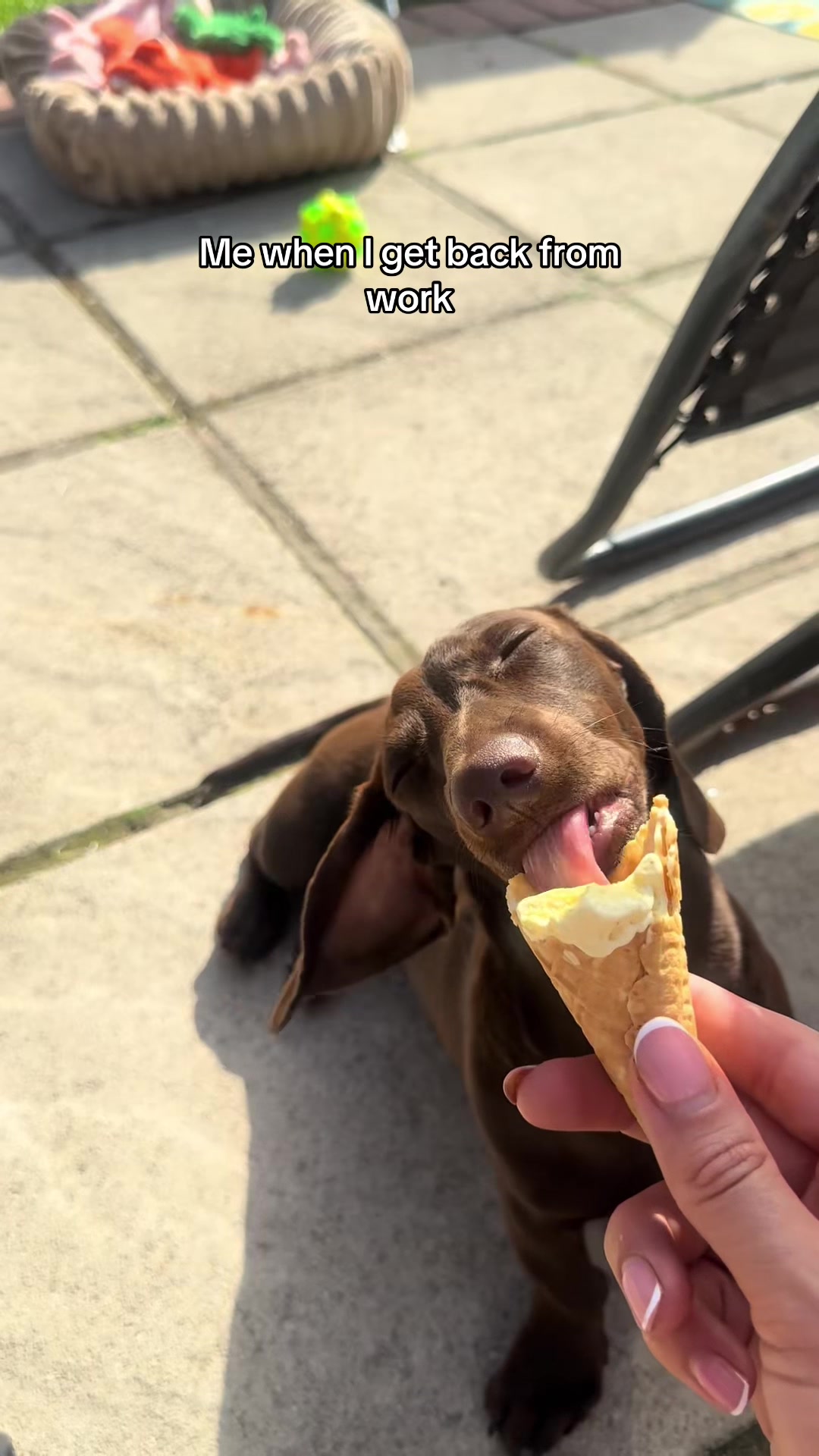 @Cute dachshund core