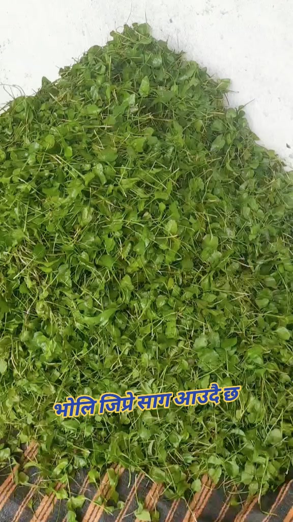 @थापा काजी (म तिम्रो काजी)
