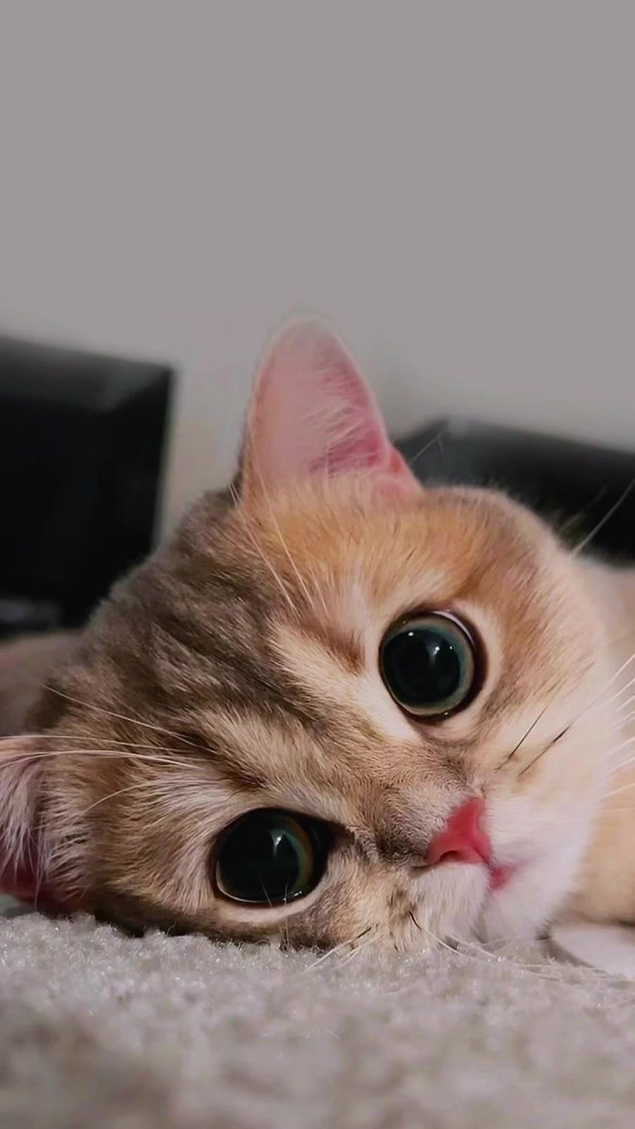 @𝕽𝕭_𝕿𝖊𝖒𝖕𝖑𝖆𝖙𝖊