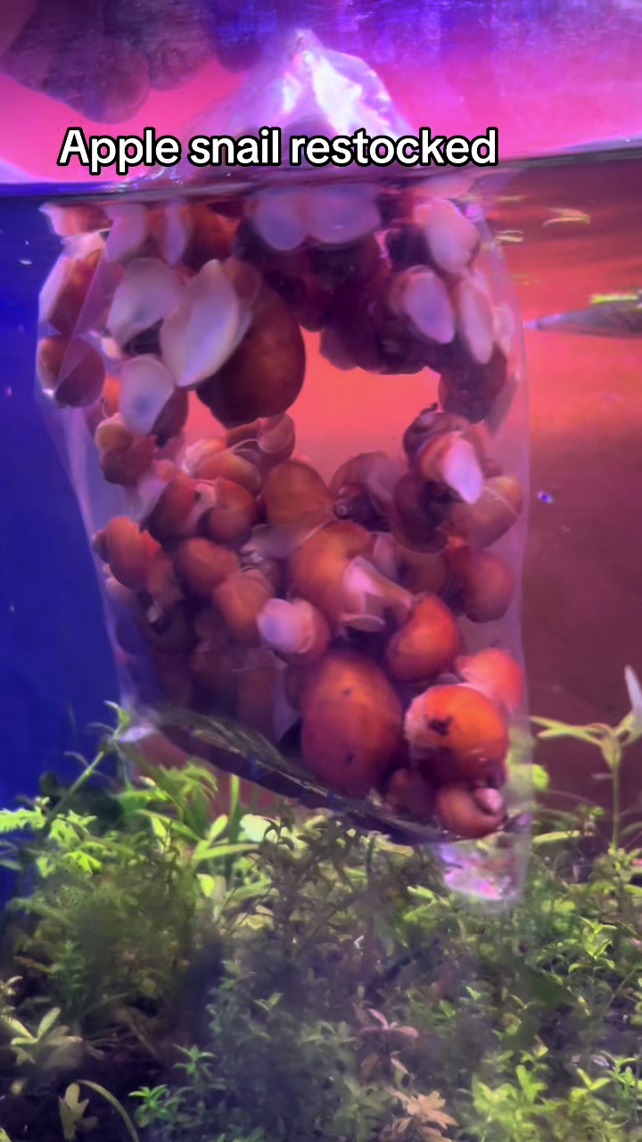 @aquadesire2🐠🐠