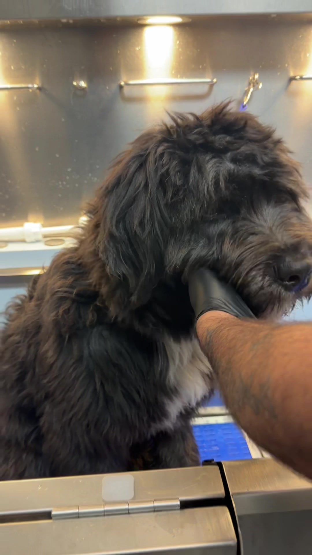 @DIRTY.PAWS.PETSALON