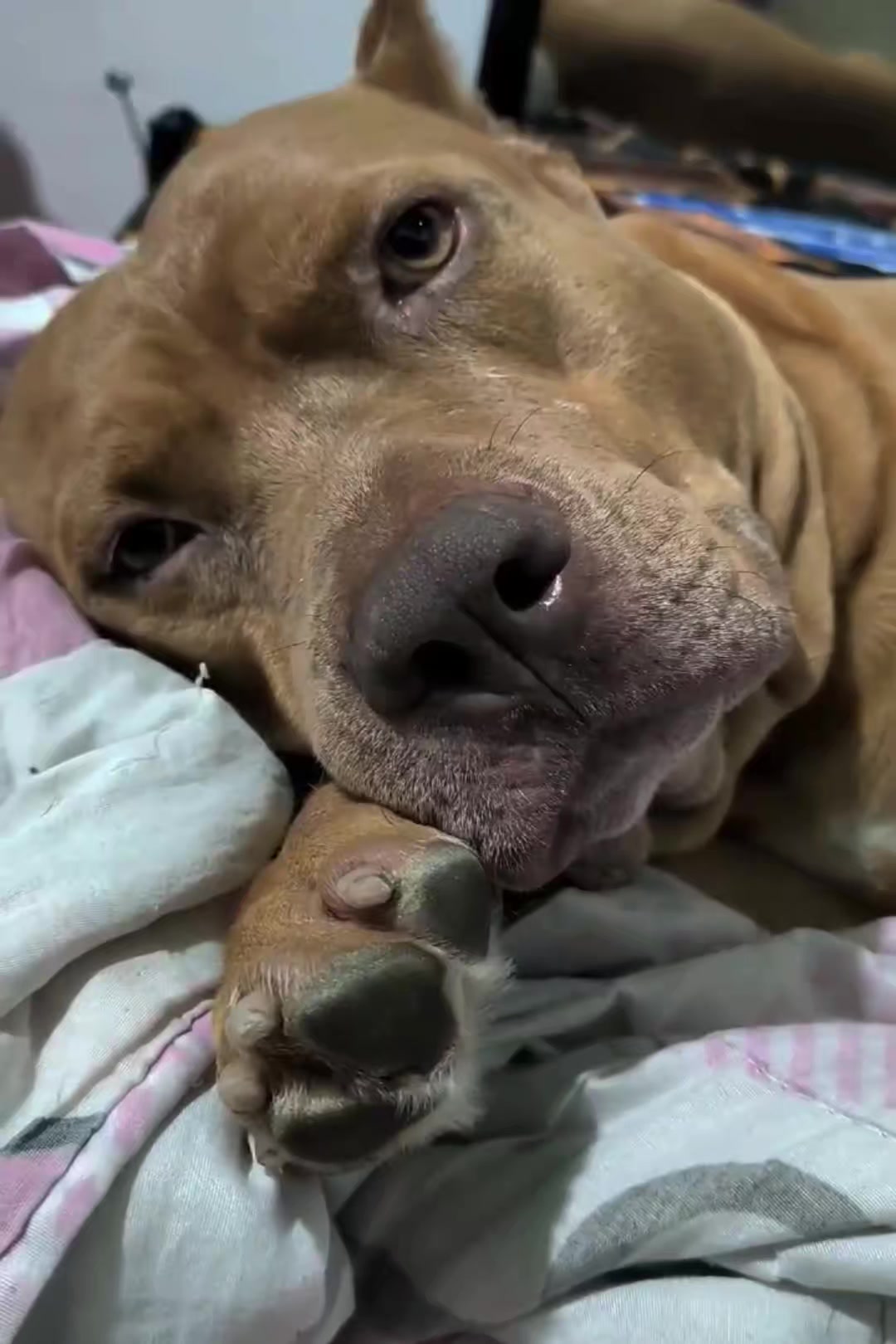 @ISKO THE PITBULL